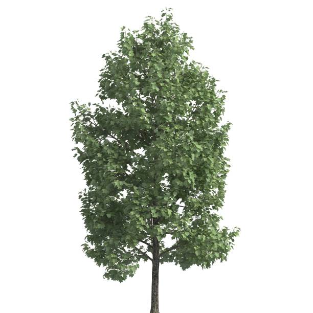 istock Tree 3d illustration isolated on the white background 1159785135
