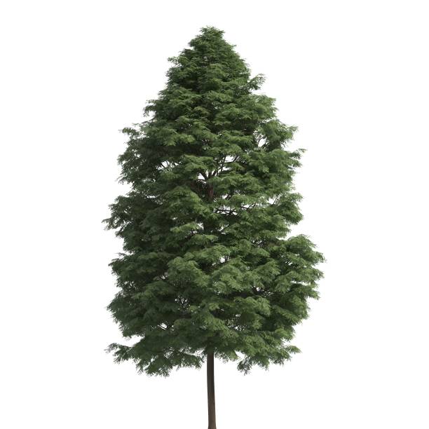 istock Tree 3d illustration isolated on the white background 1159785138