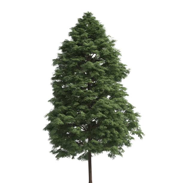 istock Tree 3d illustration isolated on the white background 1159785139