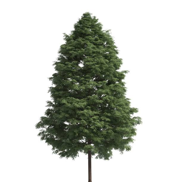 istock Tree 3d illustration isolated on the white background 1159785144