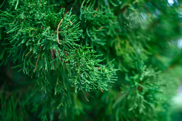 Thuja tree branches, thuja occidentalis evergreen coniferous tree. Thuja tree branches, thuja occidentalis evergreen coniferous tree. chinese arborvitae stock pictures, royalty-free photos & images