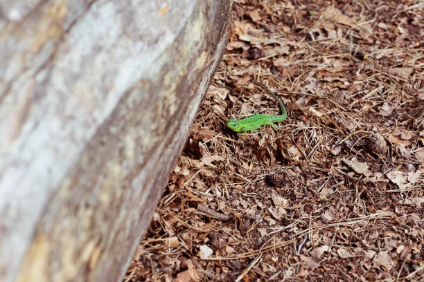 istock A green lizard Lacerta agilis. 1159786717