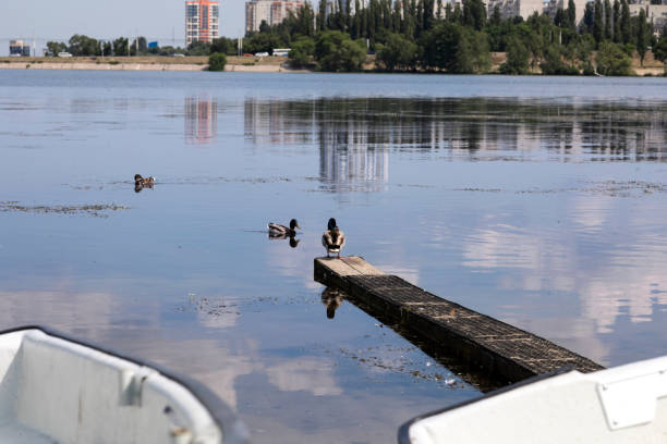 Ducks on the pier in the city. Sunny summer day.
