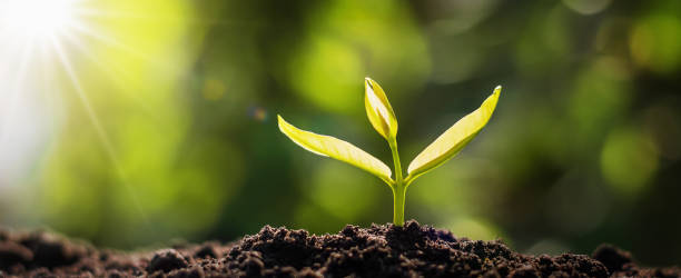 istock panorama small tree growing with sunrise. green world and earth day concept 1159787764
