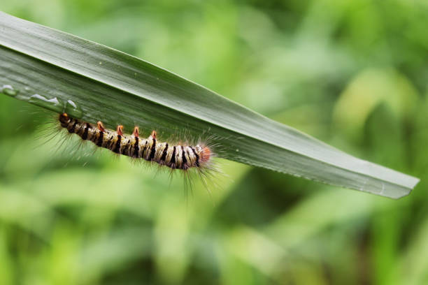 istock Worm of Asota producta moth 1159787799