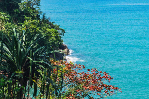 istock Top view to the tropical trees and blue sea 1159788317