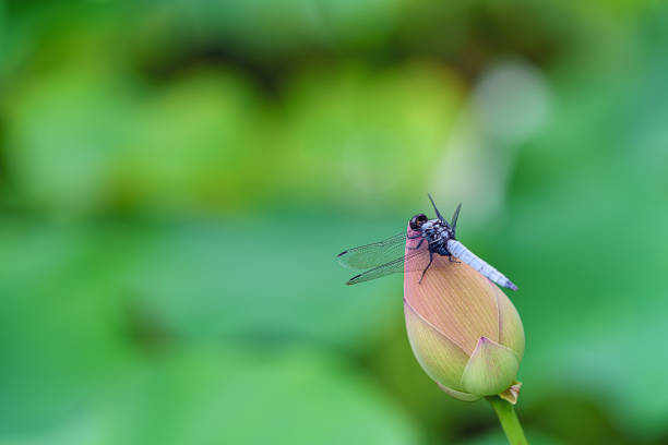 Dragonfly on lotus flower in summer pond (with green leaves as background)