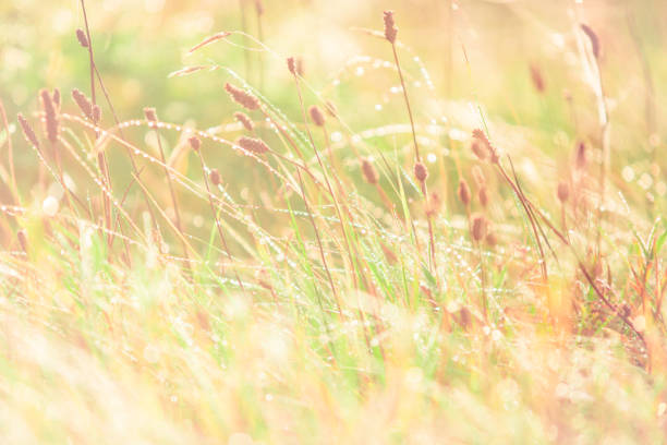 Morning meadow - fresh grass, raindrops, spider webs, sunlight background, the nature background