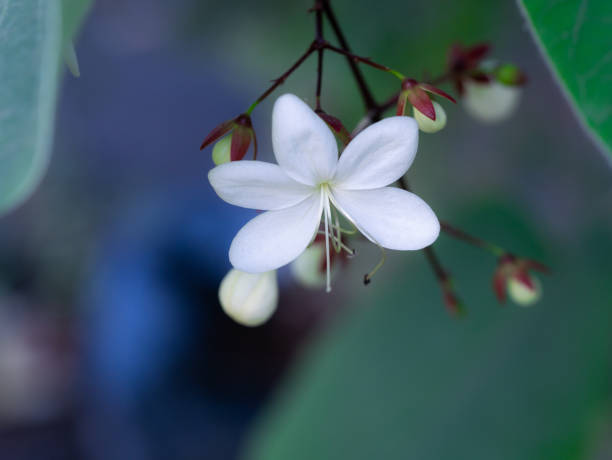 istock White Nodding-Clerodendron Flowers Suspending 1159789920