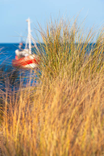 Tuft of dune grass at baltic sea, blurred fishing boat at background (copy space)