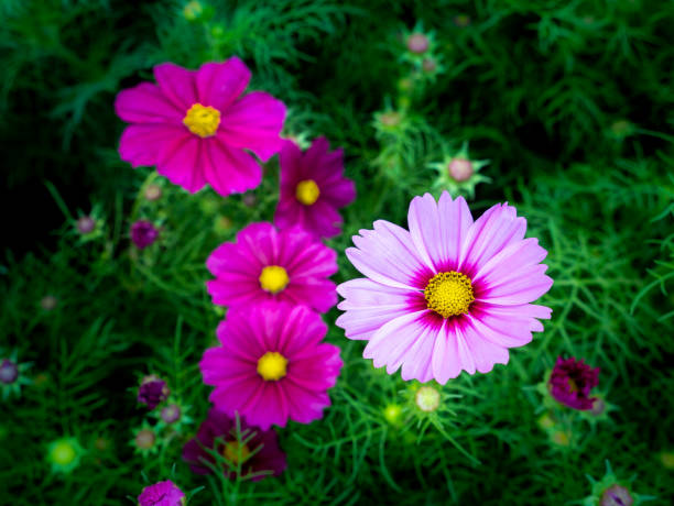 istock Pink Cosmos Flowers Blooming 1159790365