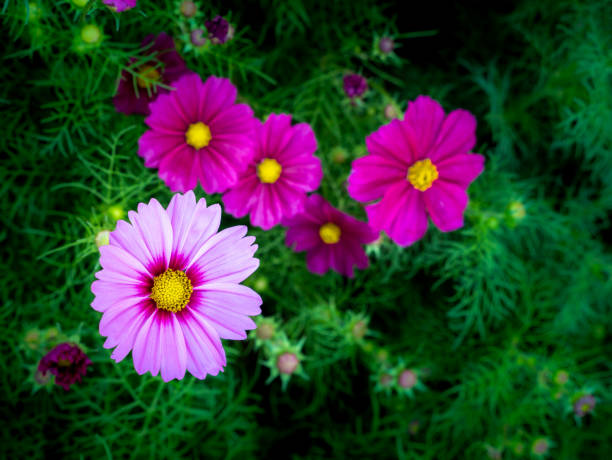 istock Pink Cosmos Flowers Blooming 1159790383