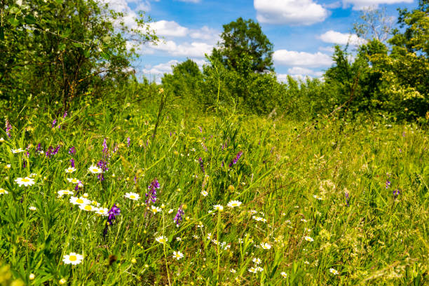 istock green meadow at summer 1159790393