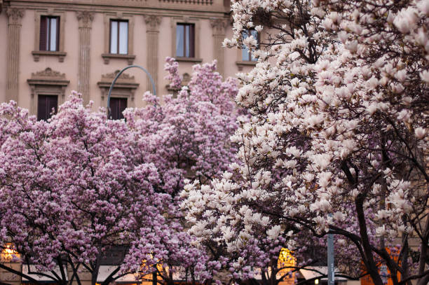 magnolia en flor. floreciente árbol de magnolia rosa. iglesia italiana sobre fondo - plant white magnolia tulip tree fotografías e imágenes de stock