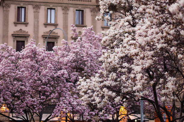 magnolia w rozkwicie. kwitnące różowe drzewo magnolii. włoski kościół na tle - plant white magnolia tulip tree zdjęcia i obrazy z banku zdjęć