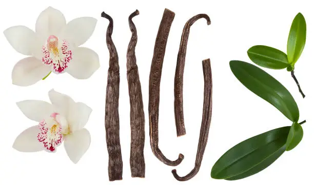 Vanilla isolated on white background set. Orchid  flower, stick or dry bean and green leaves group collection