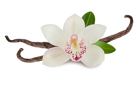 Vanilla plant isolated on white background. Orchid pink flower, stick or dry bean and green leaves
