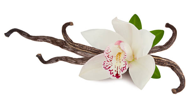 istock Vanilla pink flower and  sticks or pod isolated on white background as packing design element. Natural aroma spice for food ingredient 1159792980