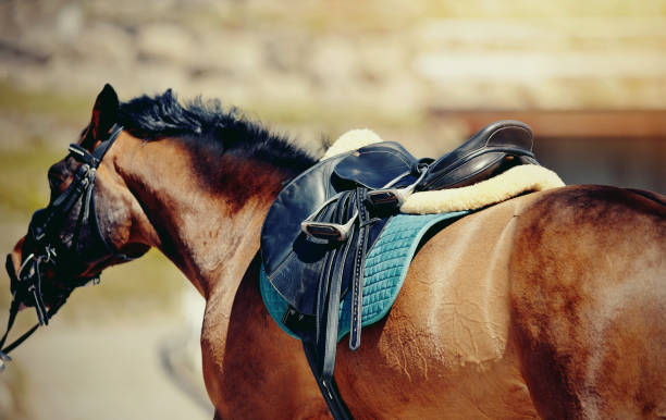 istock Saddle with stirrups on a back of a horse. 1159793051