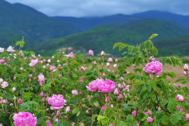 istock Beautiful Bulgarian Damask Roses 1159793098