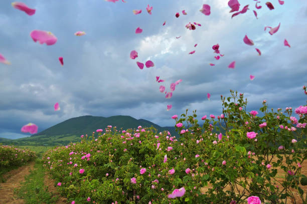 Beautiful Bulgarian Damask Roses in the Valley of Roses in Bulgaria with flying petals