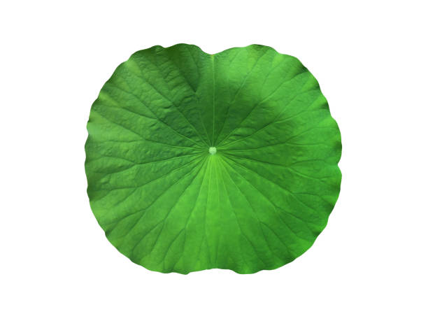 świeży duży zielony liść lotosu wyizolowany na białym tle. - lotus water lily isolated lily zdjęcia i obrazy z banku zdjęć
