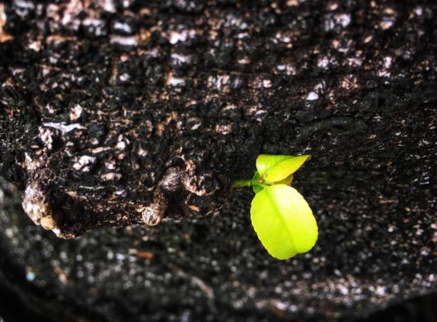istock Young sapling sprout from gnarl of big tree 1159794437