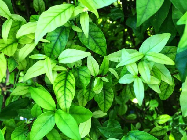 istock Green leaves with gradient color and leaf veins texture background 1159794442