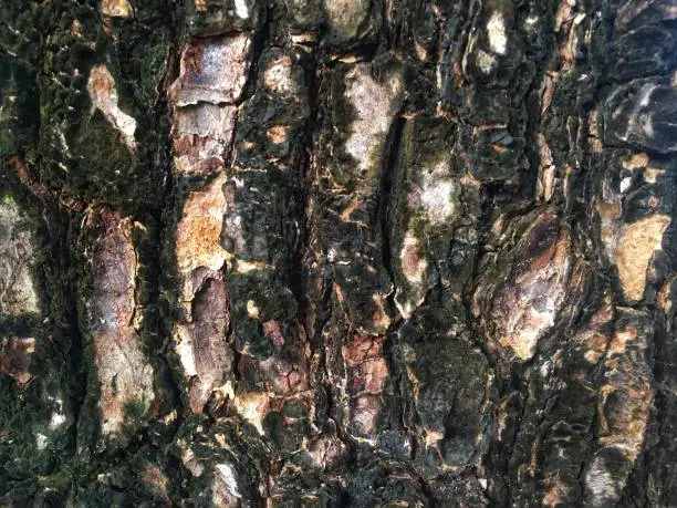 Photo of Dark green moss and emboss tree texture background