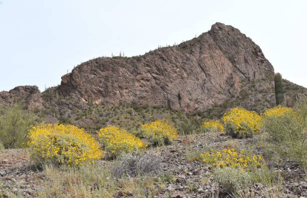 brittlebush sulla montagna - brittlebush foto e immagini stock