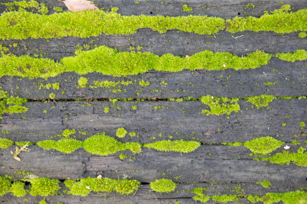 istock detail of moss on bark of tree 1159794530