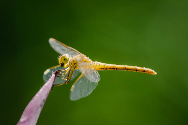 istock Macro of dragonfly on plant leaf with blurred background. 1159795724