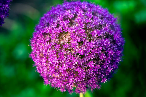 Giant violet close up Onion (Allium Giganteum) flower blooming.