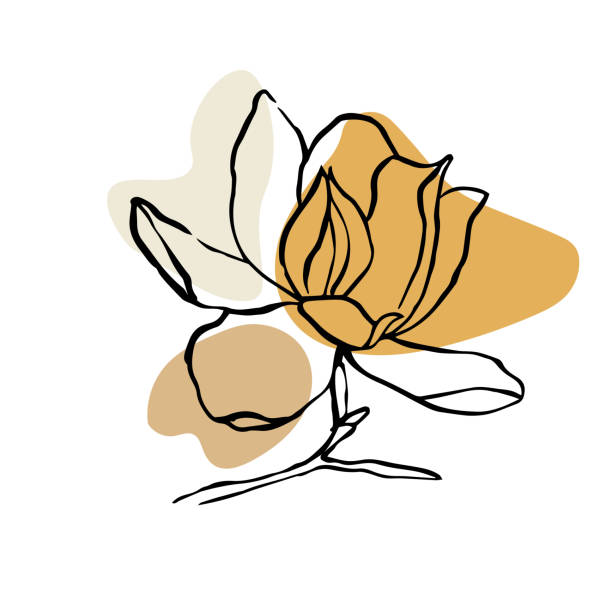bildbanksillustrationer, clip art samt tecknat material och ikoner med moderna abstrakta former vektor bakgrund eller layout. kontur linje ritning blomma av magnolia.  modern minimalism konst, estetisk kontur. pastellfärgad skandinavisk färgpalett. - magnolia