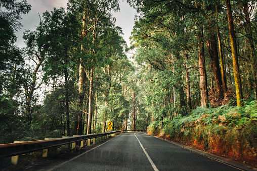 on the road inside the yarra ranges national park
