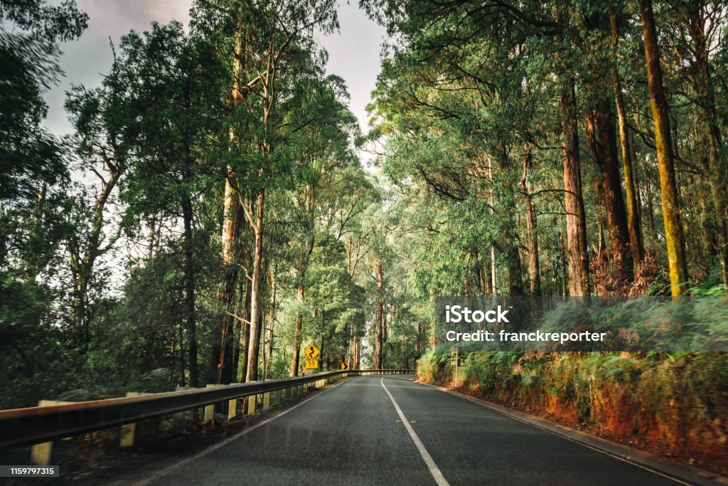 on the road inside the yarra ranges national park Australia Stock Photo