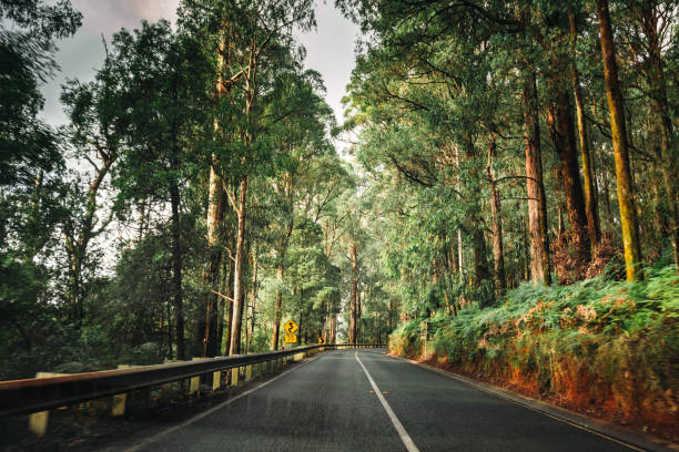 on the road inside the yarra ranges national park on the road inside the yarra ranges national park victoria australia stock pictures, royalty-free photos & images