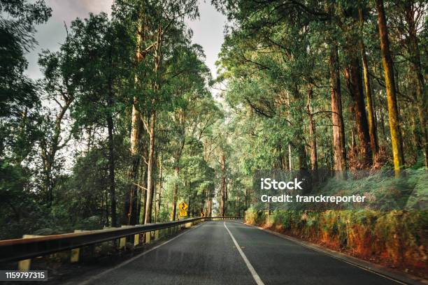 On The Road Inside The Yarra Ranges National Park Stock Photo - Download Image Now - Australia, Road, Forest