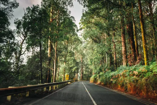 Photo of on the road inside the yarra ranges national park