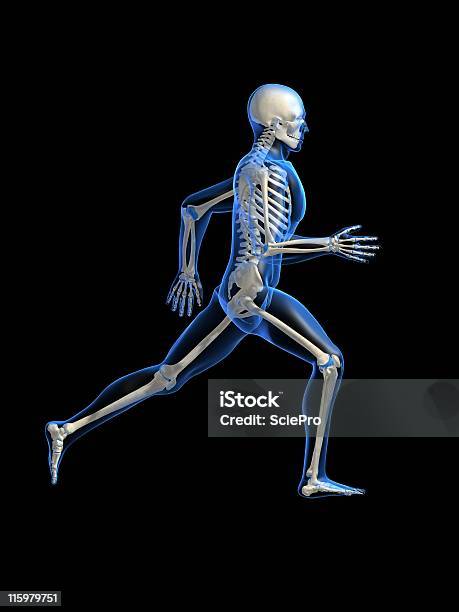 Running Man Anatomy Stock Photo - Download Image Now - Running, X-ray Image, Anatomy