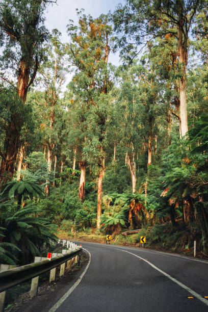 istock on the road inside the yarra ranges national park 1159798157