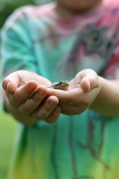istock Close up of young boy holding small frog 1159798856