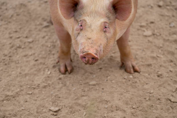 istock Pig's hooves 1159799046
