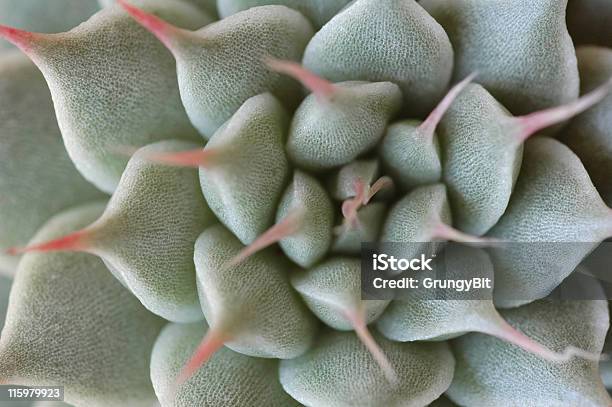 Succulent Plant Stock Photo - Download Image Now - Succulent Plant, Abstract, Backgrounds