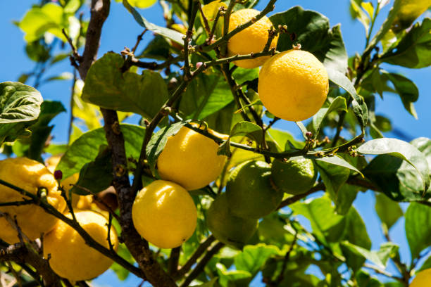 istock Ripe and fresh lemon on branch in nature at Mytilene, Greece 1159799892