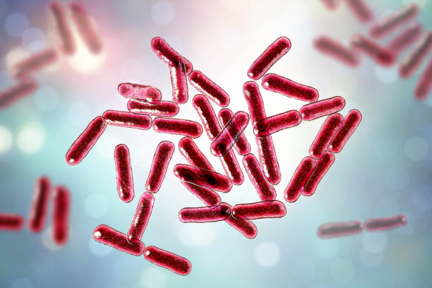 batteri probiotici bacillus clausii - bacillus subtilis foto e immagini stock