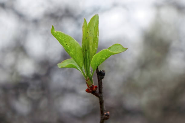 istock Blooming leaves on a branch on a cloudy spring day 1159801596