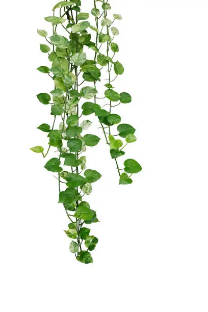 Hanging pothos or devil's ivy vines liana plant with green and variegated leaves (Epipremnum aureum "u2018Marble Queen Pothos"u2019), tropical foliage houseplant isolated on white background with clipping path.