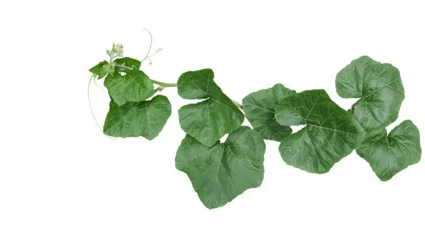 Photo of Pumpkin trailing vine plant with green leaves and tendrils isolated on white background, clipping path included.