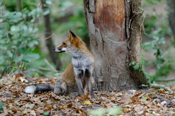 istock Red foox in the wood 1159802570